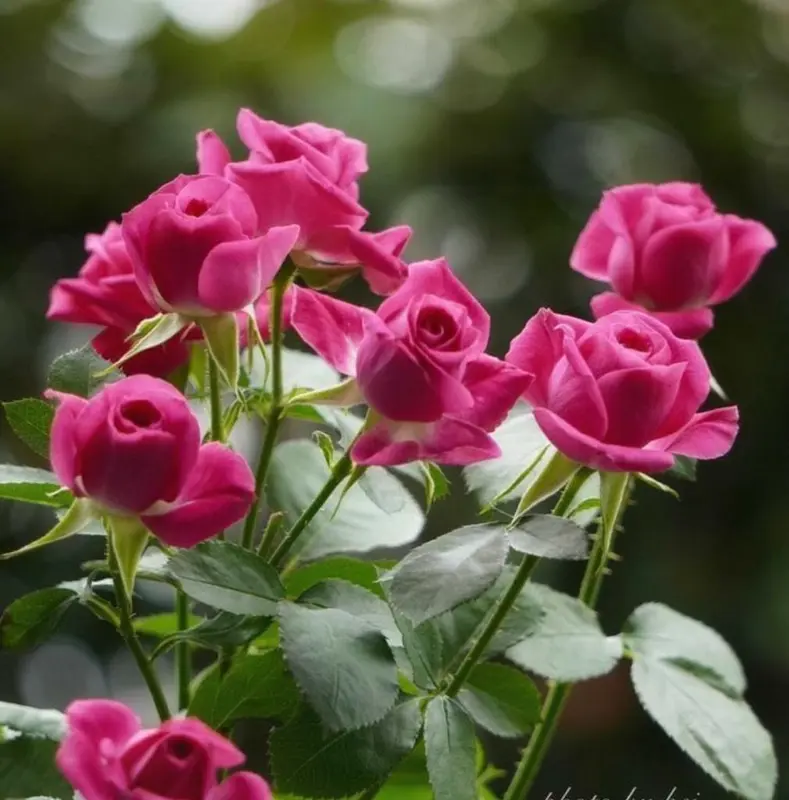 Pink Roses In Full Bloom