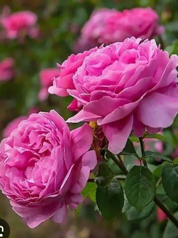 Pink Roses In Full Bloom