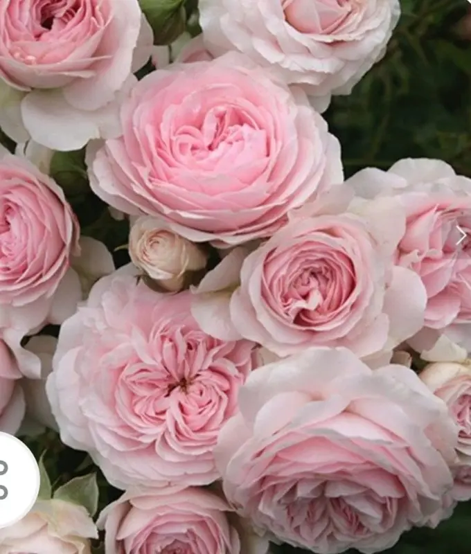 Pink Roses In Full Bloom