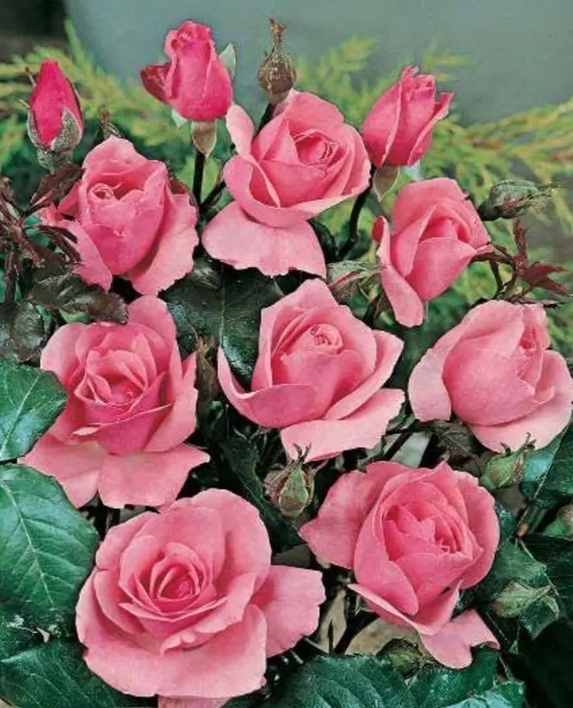 Pink Roses In Full Bloom