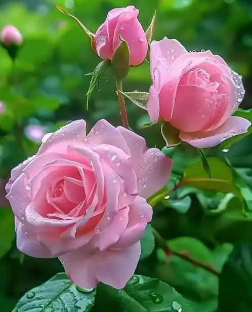 Pink Roses In The Garden