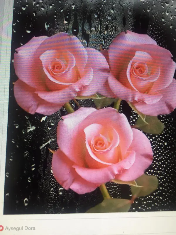 Pink Roses With Raindrop Background