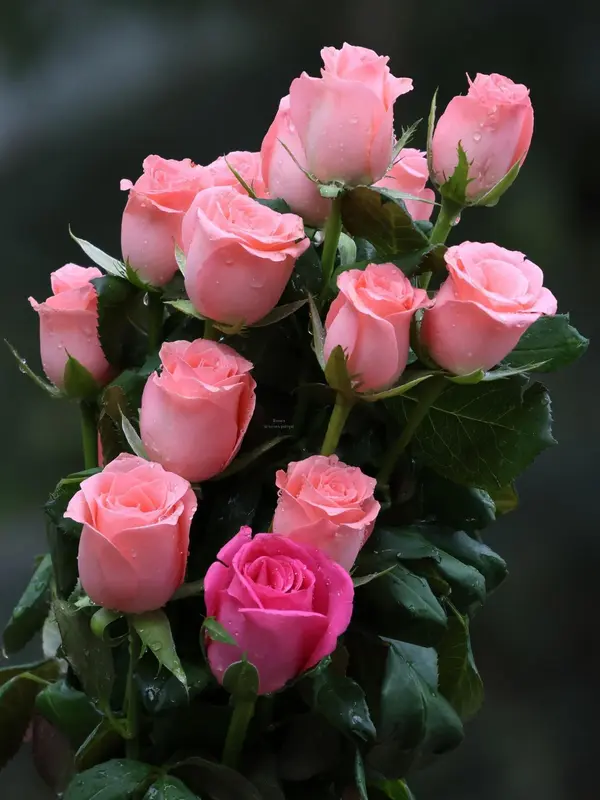Pink Roses With Waterdrops