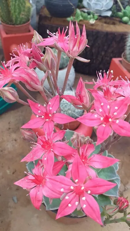 Pink Succulent Flowers Cluster
