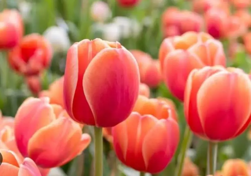 Pink Tulips In Bloom