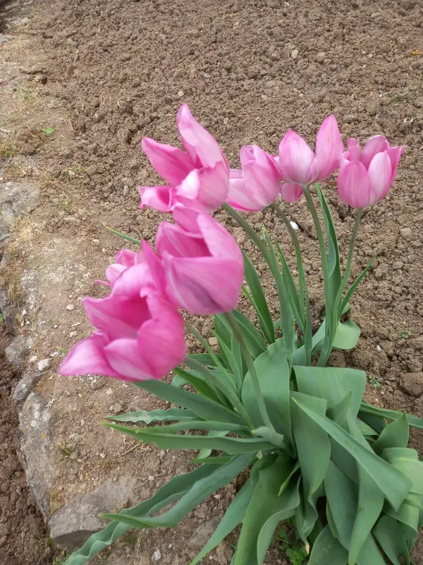 Pink Tulips In Garden