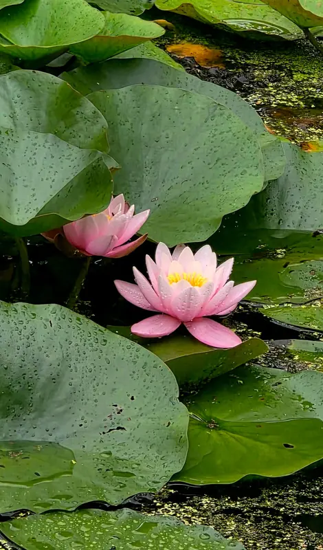 Pink Water Lilies, Green Pads