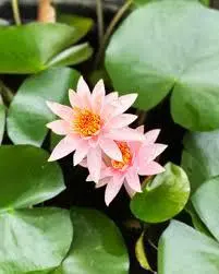 Pink Water Lilies On Pads