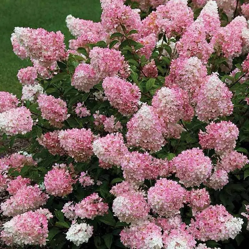 Pink White Hydrangea Bush Close