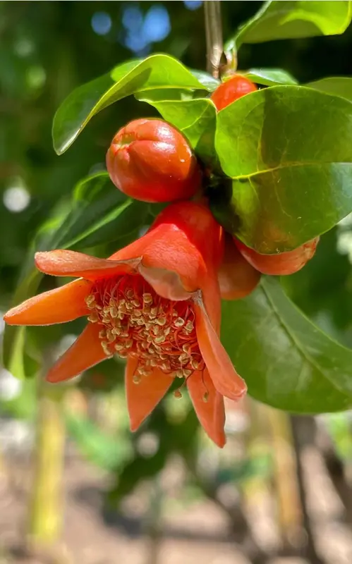 Pomegranate Flower And Developing Fruits