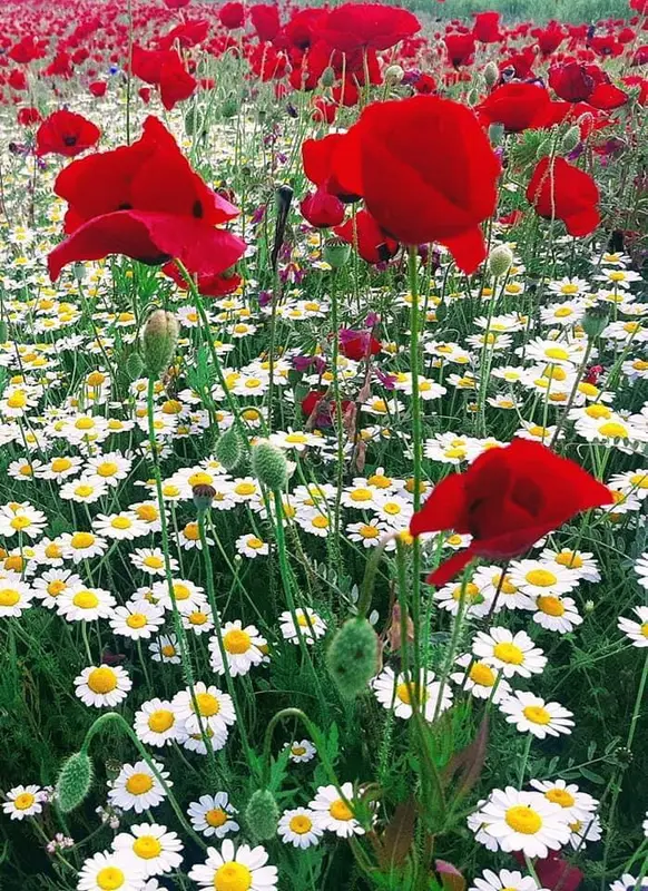 Poppies And Daisies In Bloom