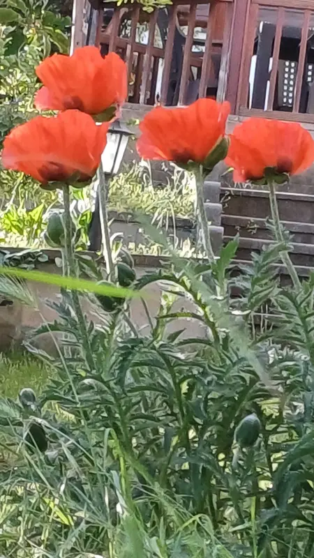 Poppy Flowers In A Garden