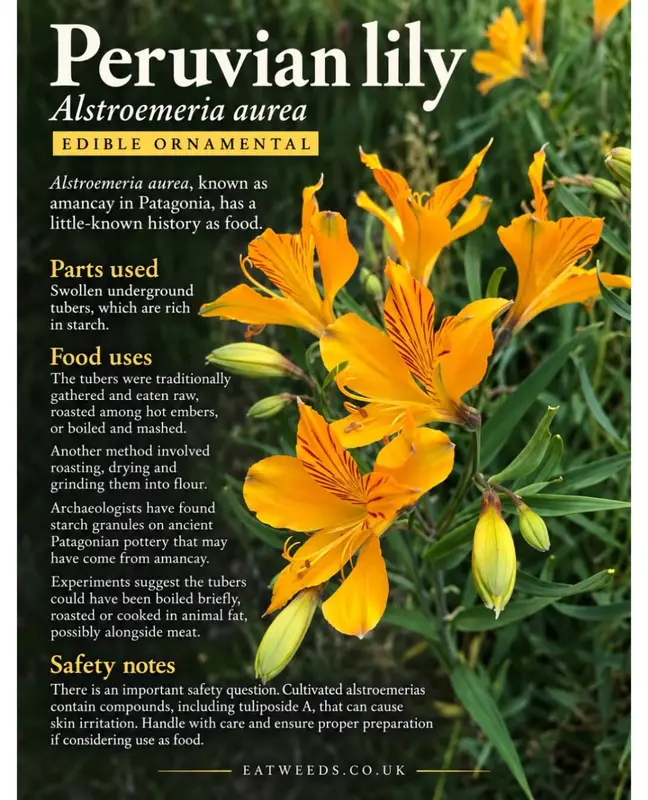 Possibly AI-Generated: Peruvian Lily Botanical Infographic