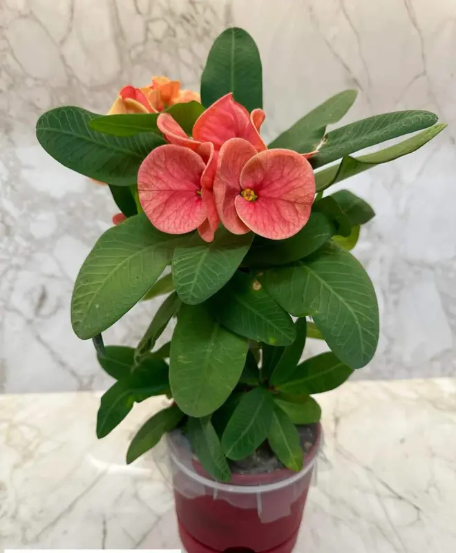 Potted Flowering Plant