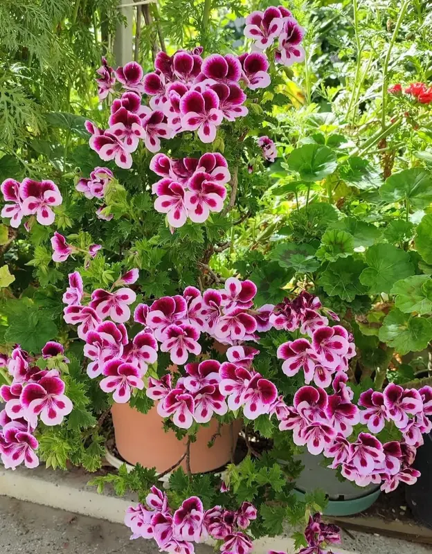 Potted Flowers In Garden