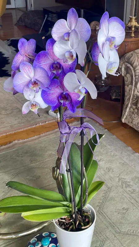 Potted Orchid Blooms Indoors