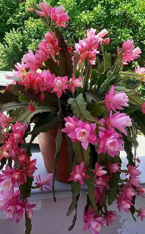 Potted Pink Flowering Plant