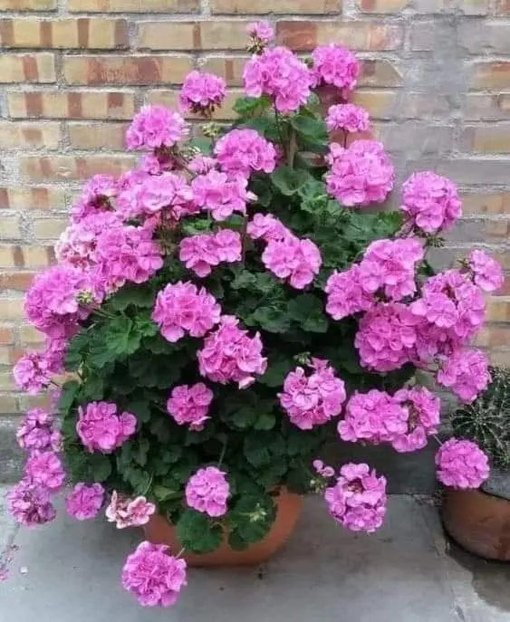 Potted Pink Geraniums