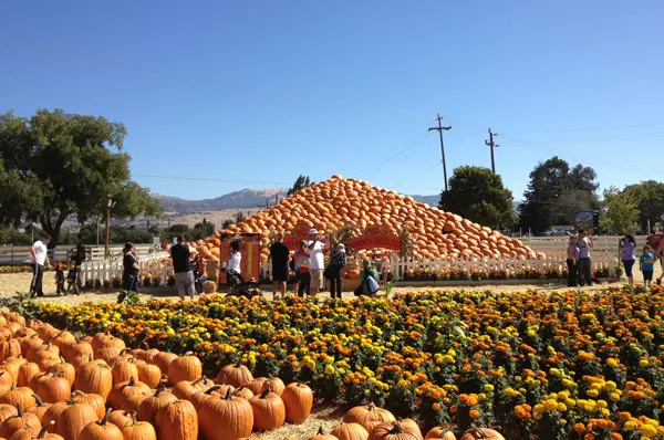Pumpkin Pyramid At Farm