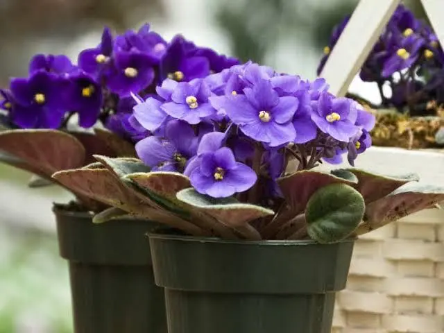 Purple African Violets In Pots