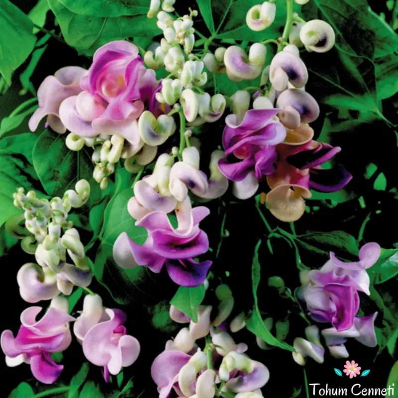 Purple And Pink Flowers