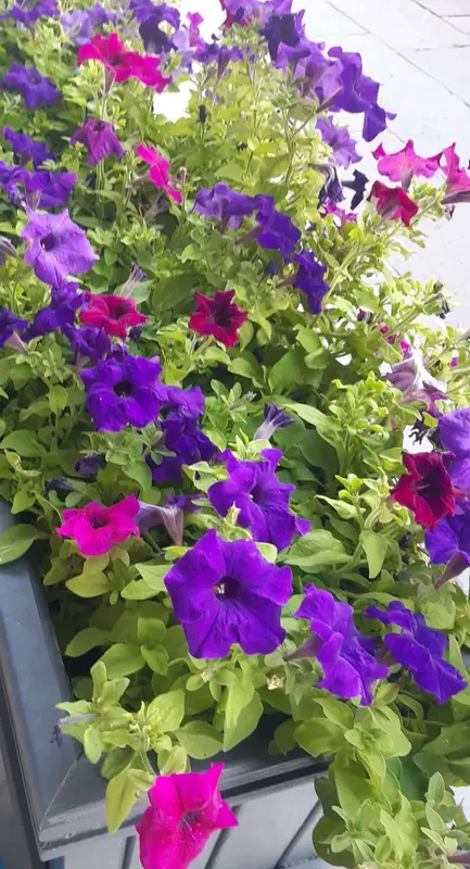 Purple And Pink Petunia Blooms
