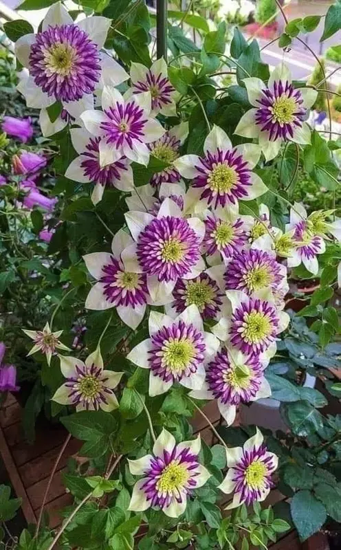 Purple And White Clematis Blooms