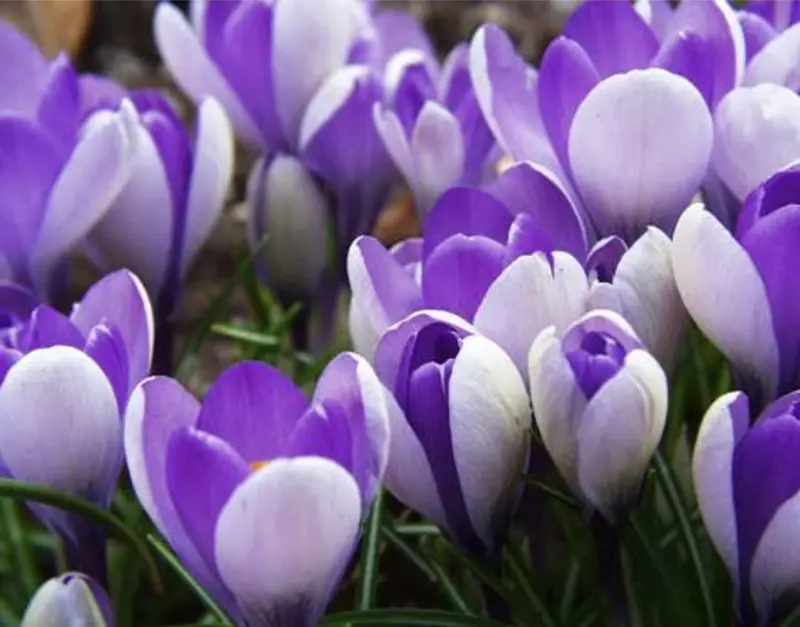 Purple And White Crocus Blooms