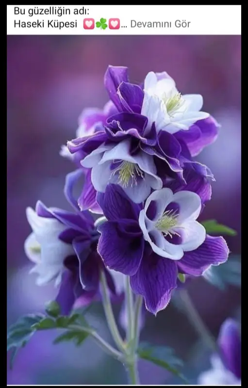 Purple And White Flowers