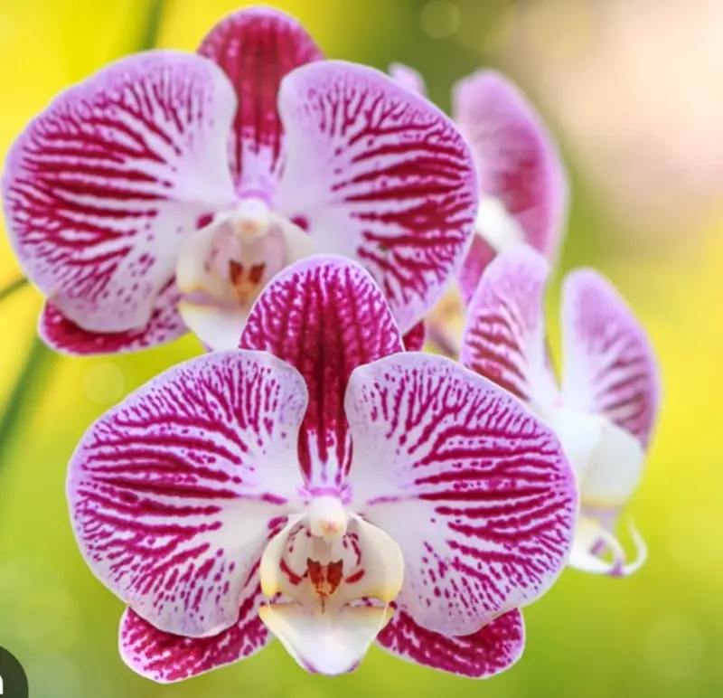 Purple And White Orchid Blooms