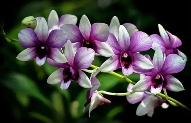 Purple And White Orchid Blossoms