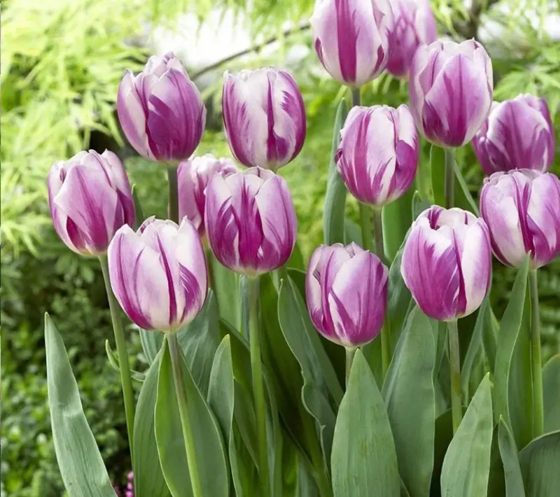 Purple And White Tulip Garden