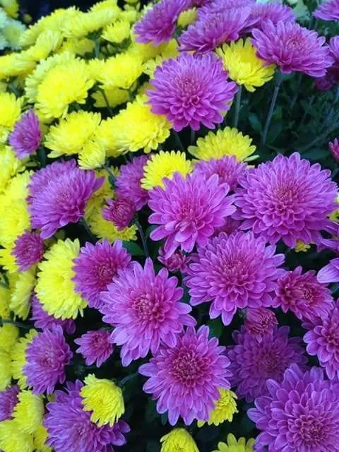 Purple And Yellow Flowers