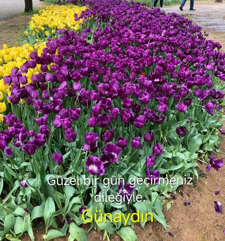 Purple And Yellow Tulip Garden