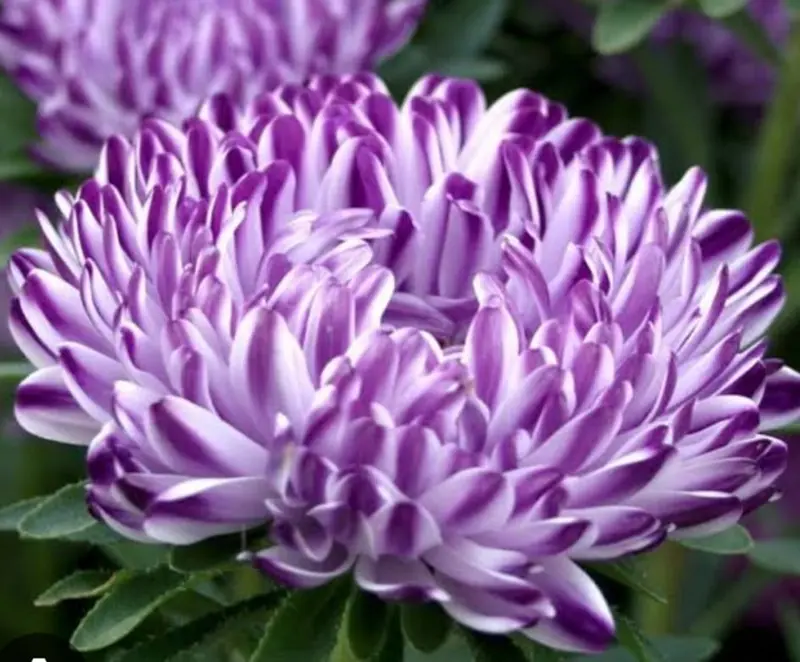 Purple Aster Flower Close-up