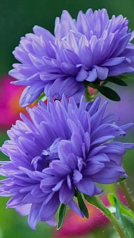 Purple Asters Blossoming Closeup