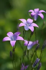 Purple Bell Flowers In Nature