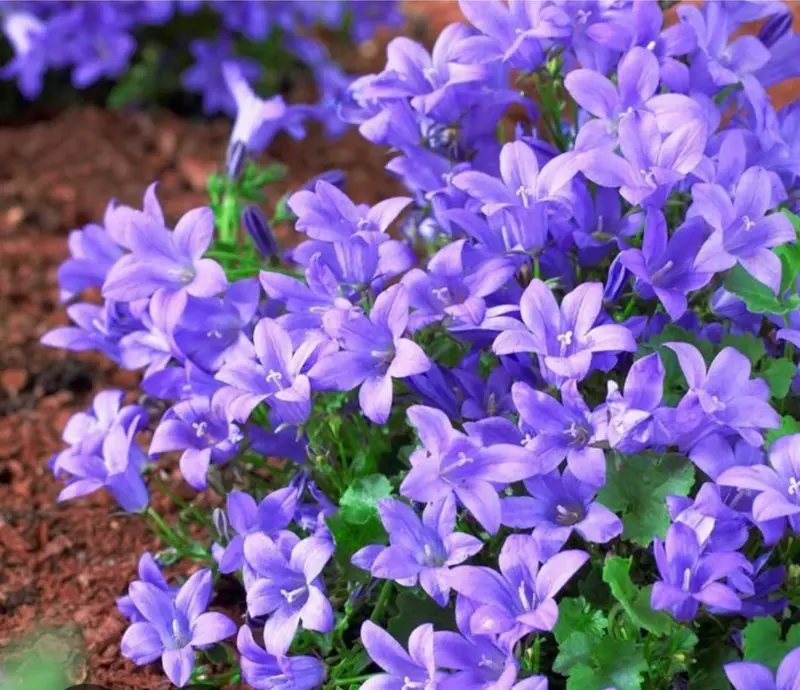 Purple Bellflowers Blooming In Sunlight