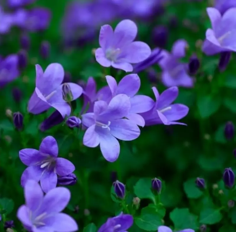 Purple Bellflowers In Bloom