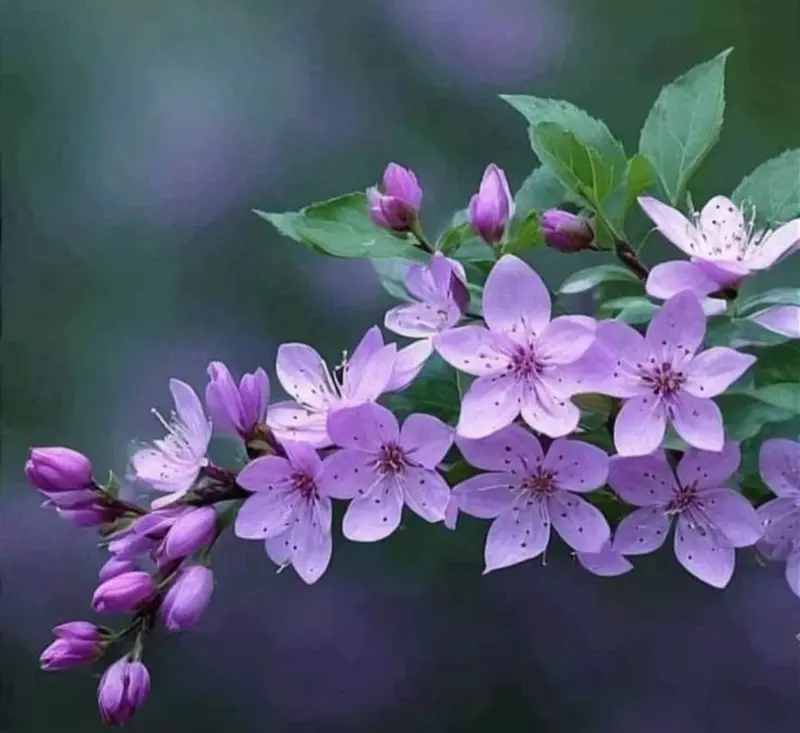 Purple Blossoms With Green Backdrop