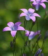 Purple-blue Bell Flowers