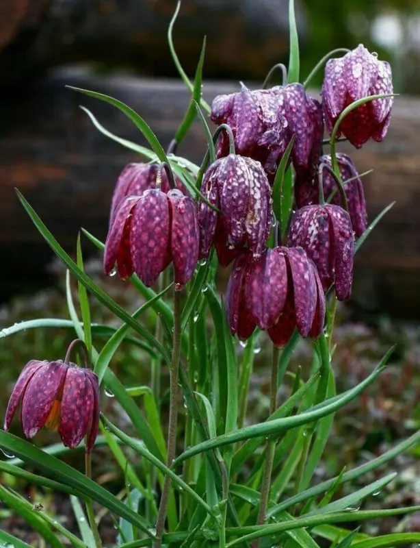 Purple Checkered Fritillary Flowers