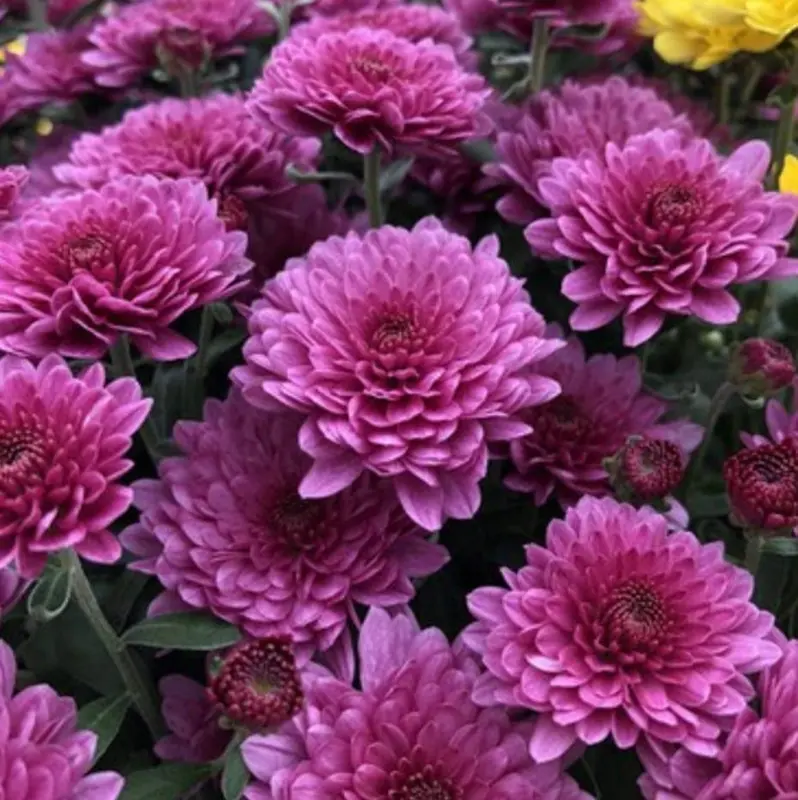Purple Chrysanthemums In Bloom