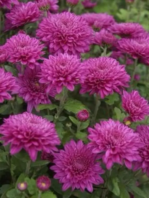 Purple Chrysanthemums In Full Bloom
