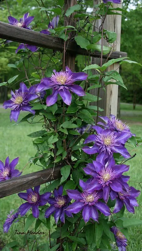 Purple Clematis Blooming On Trellis