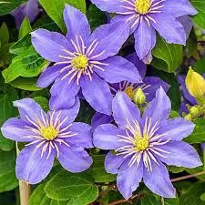 Purple Clematis Flowers Up Close