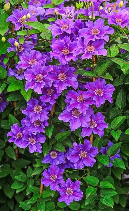 Purple Clematis In Full Bloom