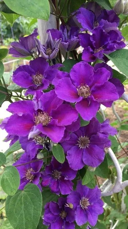 Purple Clematis On Trellis