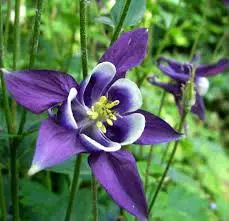 Purple Columbine Flower Closeup