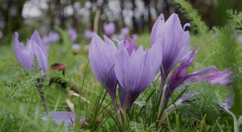 Purple Crocus Flowers In Field
